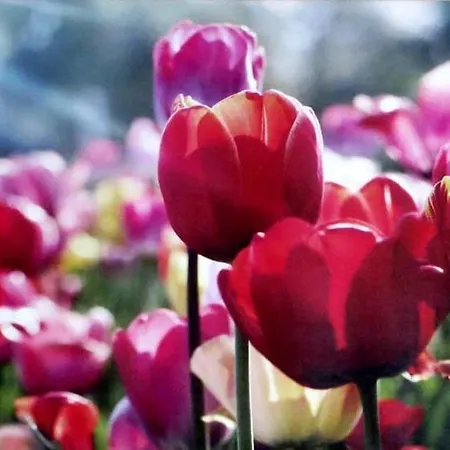 Marie Mit Terrassen, Inclusive Park- Und Stellplätze Am Haus, Müritz-strand Nur 700m, Altstadt 10min, Ruhige Lage, * Waren (Mueritz)