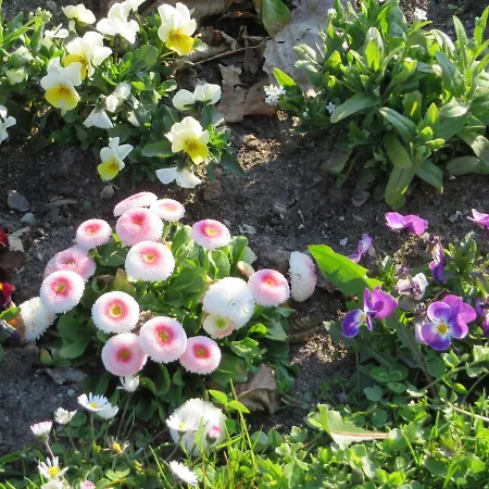 Marie Mit Terrassen, Inclusive Park- Und Stellplätze Am Haus, Müritz-strand Nur 700m, Altstadt 10min, Ruhige Lage, *