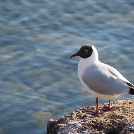 Apartamento Marie Mit Terrassen, Inclusive Park- Und Stellplätze Am Haus, Müritz-strand Nur 700m, Altstadt 10min, Ruhige Lage,