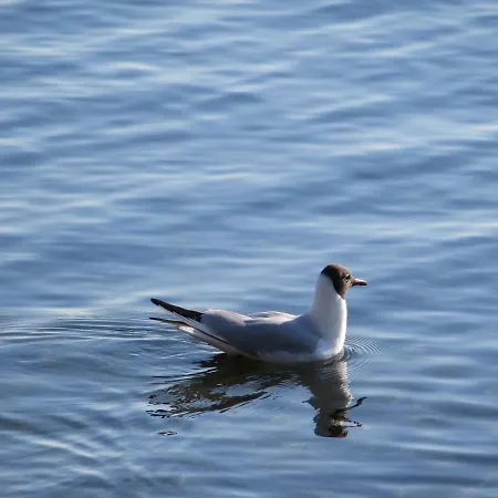 Apartamento Marie Mit Terrassen, Inclusive Park- Und Stellplätze Am Haus, Müritz-strand Nur 700m, Altstadt 10min, Ruhige Lage,